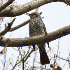 Hypsipetes amaurotis