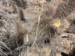 Opuntia polyacantha erinacea