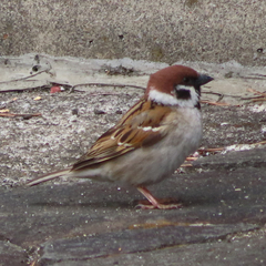 Passer montanus