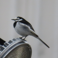 Motacilla alba lugens