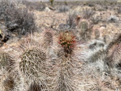 Opuntia polyacantha erinacea