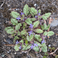 Ajuga decumbens