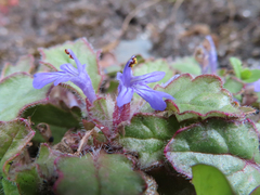 Ajuga decumbens