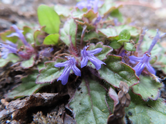 Ajuga decumbens