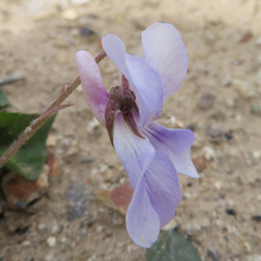 Viola grypoceras