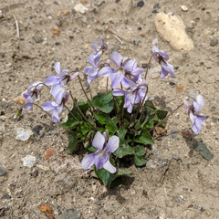 Viola grypoceras