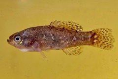 Everglades Pygmy Sunfish photo 3