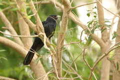 Eudynamys orientalis cyanocephalus