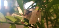 Hymenopus coronatus