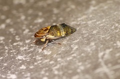 Drabescus