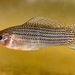 Sailfin Molly - Photo (c) Kevin Metcalf, some rights reserved (CC BY-NC), uploaded by Kevin Metcalf