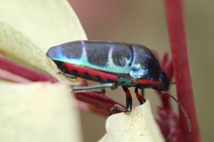 Calidea dregii apicalis