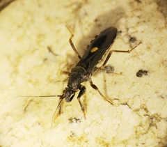 Ectomocoris atrox