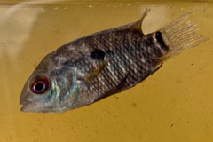 Cichlasoma dimerus
