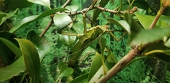 Heteropteryx dilatata