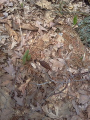 Cypripedium acaule