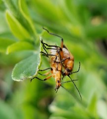Chauliognathus marginatus