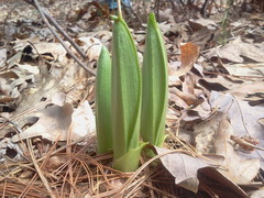 Cypripedium acaule