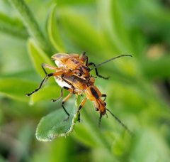 Chauliognathus marginatus