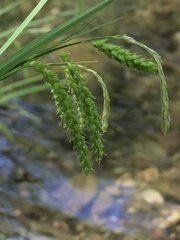 Carex prasina