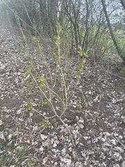 Daphne mezereum