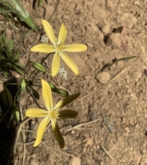 Triteleia
