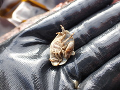 Cryptolithodes typicus