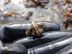 Cryptolithodes typicus