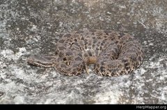 Crotalus aquilus