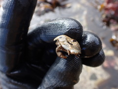 Cryptolithodes typicus