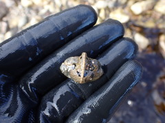 Cryptolithodes typicus