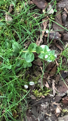 Veronica serpyllifolia