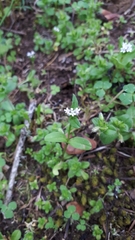 Plectritis congesta brachystemon