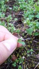 Plectritis congesta brachystemon