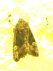 Euplexia benesimilis