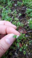 Plectritis congesta brachystemon