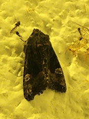 Euplexia benesimilis