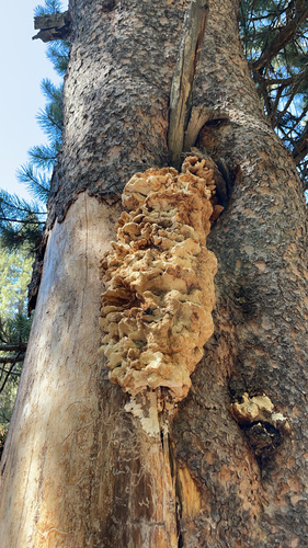 iNaturalist observation photo of Conifer Chicken of the Woods
