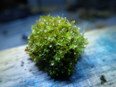 Syntrichia latifolia