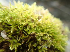 Eurhynchiastrum pulchellum