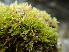 Eurhynchiastrum pulchellum