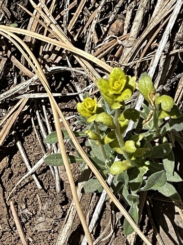 iNaturalist observation photo of Mustard Flower Rust