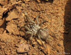Ischnothele annulata