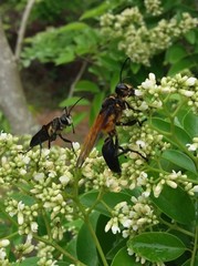 Sphex diabolicus