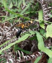 Sphex diabolicus