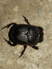 Coprophanaeus