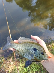 Lepomis macrochirus