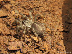 Ischnothele annulata