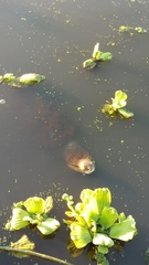 Phrynops hilarii