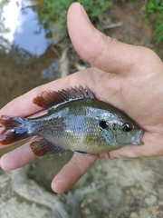 Lepomis miniatus